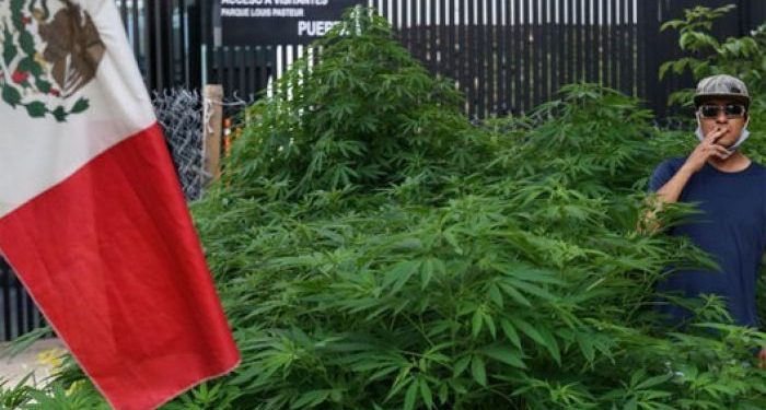 CRECE PLANTACIÓN DE MARIGUANA AFUERA DEL SENADO