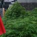 CRECE PLANTACIÓN DE MARIGUANA AFUERA DEL SENADO