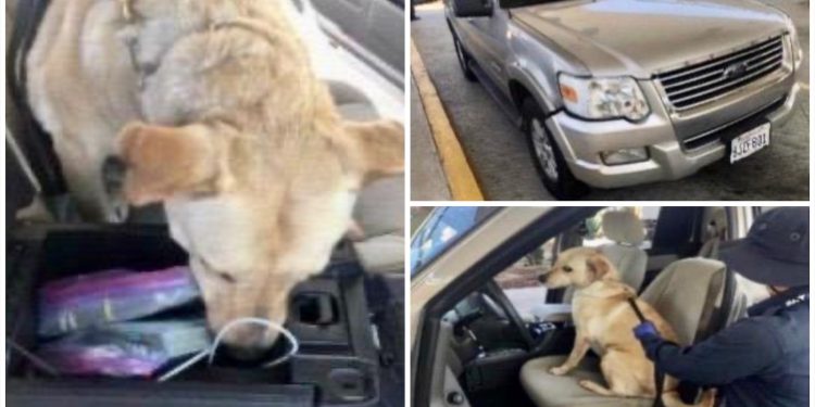 EL SAT DECOMISA 51 MIL DÓLARES EN ADUANA DE TIJUANA