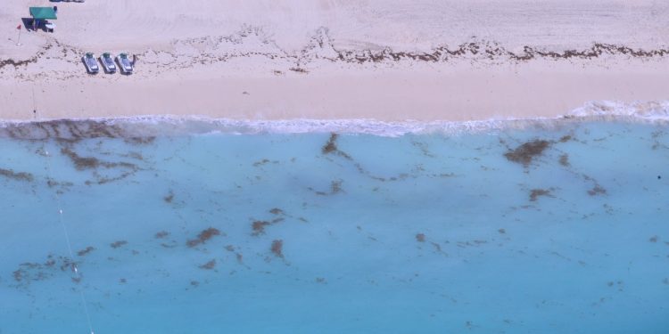 INSTALAN BARRERA ANTISARGAZO DE 4 MIL METROS EN QUINTANA ROO