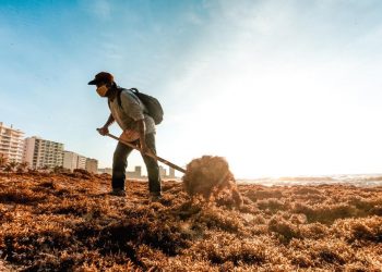 COORDINAN ACCIONES CONTRA EL SARGAZO