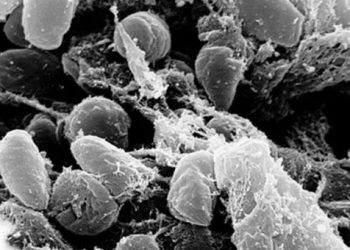 PESTE BUBÓNICA: UNA REGIÓN DE CHINA EN ALERTA PREVENTIVA POR UN CASO DE LA ENFERMEDAD