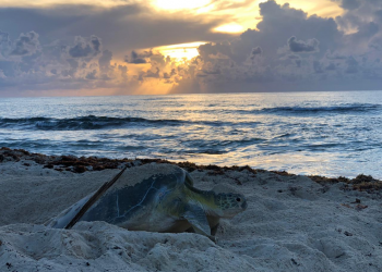 MÁS DE 35 MIL CRÍAS DE QUELONIOS SE HAN LIBERADO EN COZUMEL DURANTE LA TEMPORADA DE LA TORTUGA MARINA 2020