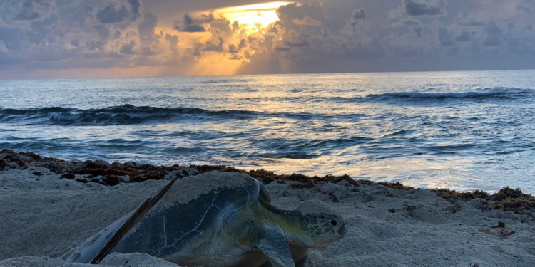 MÁS DE 35 MIL CRÍAS DE QUELONIOS SE HAN LIBERADO EN COZUMEL DURANTE LA TEMPORADA DE LA TORTUGA MARINA 2020