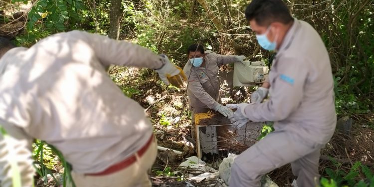 GRACIAS A LAS ACCIONES IMPLEMENTADAS POR EL GOBIERNO DE PEDRO JOAQUÍN, COZUMEL SE MANTIENE LIBRE DE DENGUE, ZIKA Y CHIKUNGUNYA