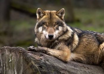 EL PROGRAMA DE ACCIÓN PARA LA CONSERVACIÓN DE LA ESPECIE DA SUS FRUTOS