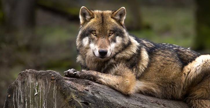 EL PROGRAMA DE ACCIÓN PARA LA CONSERVACIÓN DE LA ESPECIE DA SUS FRUTOS