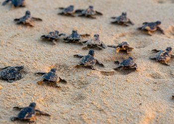 GRUPO SUNSET WORLD ACTUALIZA INFORMACIÓN SOBRE LA TEMPORADA DE TORTUGAS MARINAS 2020 EN SUNSET ROYAL