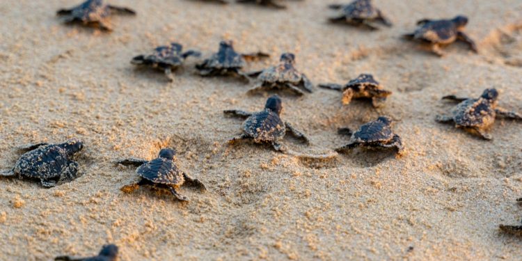 GRUPO SUNSET WORLD ACTUALIZA INFORMACIÓN SOBRE LA TEMPORADA DE TORTUGAS MARINAS 2020 EN SUNSET ROYAL