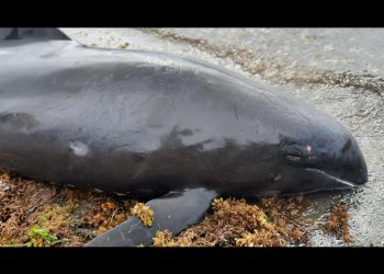 APARECEN DELFINES MUERTOS EN COSTAS A CAUSA DEL DERRAME DE PETRÓLEO.