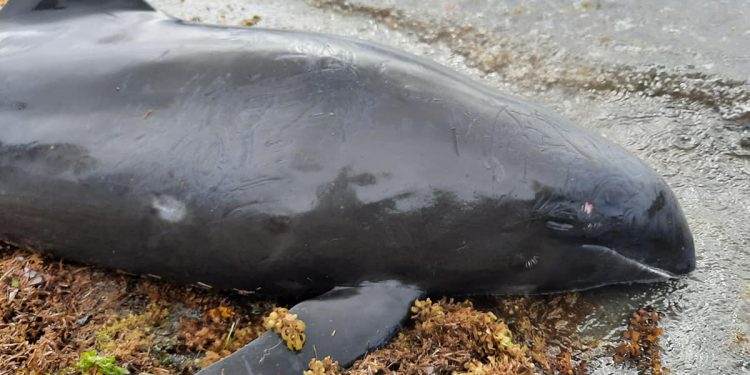 APARECEN DELFINES MUERTOS EN COSTAS A CAUSA DEL DERRAME DE PETRÓLEO.