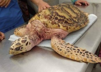 ATIENDE TORTUGRANJA A UN QUELONIO VARADO EN LA PARTE NORTE DE LA ISLA