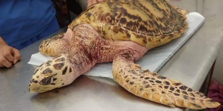 ATIENDE TORTUGRANJA A UN QUELONIO VARADO EN LA PARTE NORTE DE LA ISLA