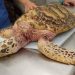 ATIENDE TORTUGRANJA A UN QUELONIO VARADO EN LA PARTE NORTE DE LA ISLA