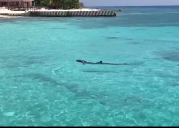 VETERINARIOS EXPERTOS EN MAMÍFEROS MARINOS ATIENDEN A FALSA ORCA EN COZUMEL.