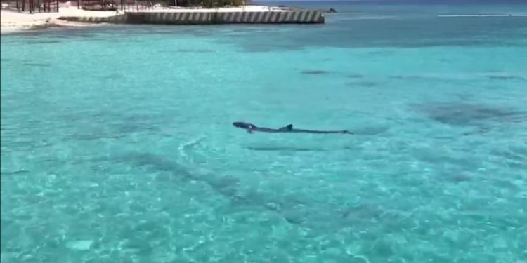 VETERINARIOS EXPERTOS EN MAMÍFEROS MARINOS ATIENDEN A FALSA ORCA EN COZUMEL.