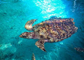 TRIPLICA TORTUGRANJA RÉCORD DE ANIDACIÓN DE TORTUGAS MARINAS EN ISLA MUJERES