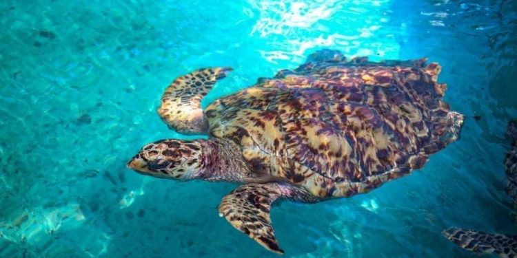 TRIPLICA TORTUGRANJA RÉCORD DE ANIDACIÓN DE TORTUGAS MARINAS EN ISLA MUJERES