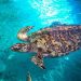 TRIPLICA TORTUGRANJA RÉCORD DE ANIDACIÓN DE TORTUGAS MARINAS EN ISLA MUJERES