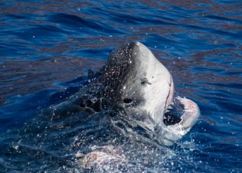 DEPREDADOR VA TRAS DEPREDADOR