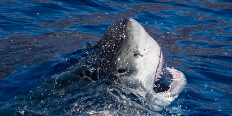 DEPREDADOR VA TRAS DEPREDADOR