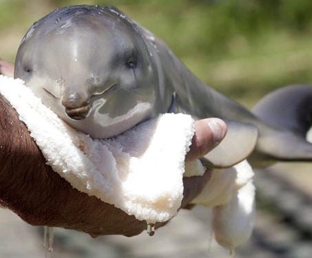 ¡PONLE TU NOMBRE A NUESTRO DELFÍN BEBÉ! ES LA NUEVA CAMPAÑA DE DOLPHIN COMPANY