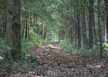 IMPULSO A LA ASOCIACIÓN MUNICIPAL PARA EL MEDIO AMBIENTE DEL SUR DE QUINTANA ROO