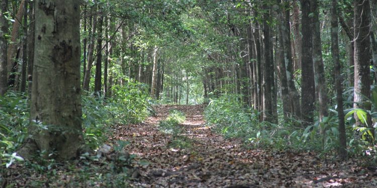 IMPULSO A LA ASOCIACIÓN MUNICIPAL PARA EL MEDIO AMBIENTE DEL SUR DE QUINTANA ROO