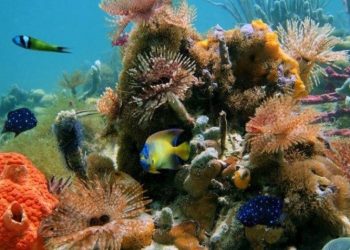 LA PLAYA DE COZUMEL “EL CIELO”, SEGUIRÁ ABIERTA Y LOS PRESTADORES DE SERVICIOS NÁUTICOS PODRÁN OPERAR EN ESTA FASE NARANJA