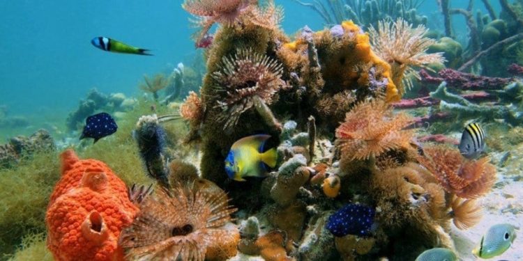 LA PLAYA DE COZUMEL “EL CIELO”, SEGUIRÁ ABIERTA Y LOS PRESTADORES DE SERVICIOS NÁUTICOS PODRÁN OPERAR EN ESTA FASE NARANJA