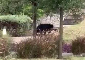 CAPTAN A OTRO OSO MERODEANDO EN CALLES DE SANTA CATARINA, NUEVO LEÓN