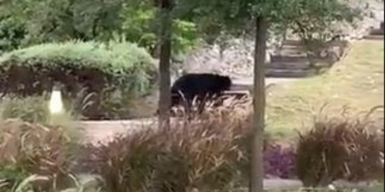 CAPTAN A OTRO OSO MERODEANDO EN CALLES DE SANTA CATARINA, NUEVO LEÓN