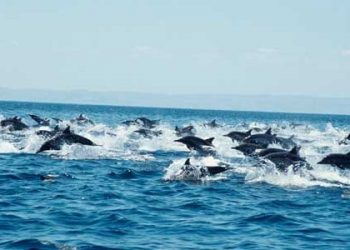 CAPTAN ESTAMPIDA DE UNOS 300 DELFINES AL SUR DE CALIFORNIA