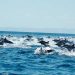 CAPTAN ESTAMPIDA DE UNOS 300 DELFINES AL SUR DE CALIFORNIA