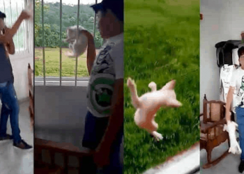 CONFIRMAN DENUNCIA PENAL CONTRA JÓVENES QUE MALTRATARON A UN GATO EN TEAPA