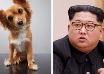 COREA DEL NORTE PROHÍBE TENER PERROS COMO MASCOTAS
