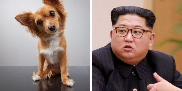 COREA DEL NORTE PROHÍBE TENER PERROS COMO MASCOTAS