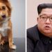 COREA DEL NORTE PROHÍBE TENER PERROS COMO MASCOTAS