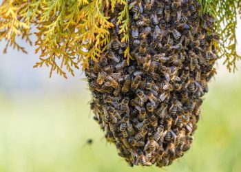 DEJA UN FALLECIDO NUEVO ATAQUE DE ABEJAS EN SINALOA