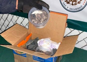 GN ASEGURA SEIS BOAS Y SIETE TORTUGAS EN AEROPUERTO DE SAN LUIS POTOSÍ