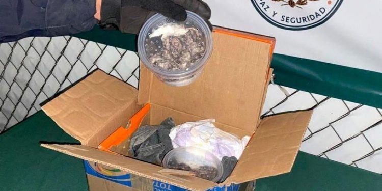 GN ASEGURA SEIS BOAS Y SIETE TORTUGAS EN AEROPUERTO DE SAN LUIS POTOSÍ