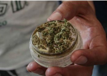 HABRÁ REFORMA LEGAL PARA USO MEDICINAL DE LA MARIGUANA: LÓPEZ OBRADOR