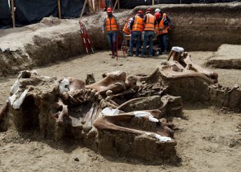 HAN HALLADO RESTOS DE MAMUTS Y BISONTES EN OBRAS DE AEROPUERTO DE SANTA LUCÍA