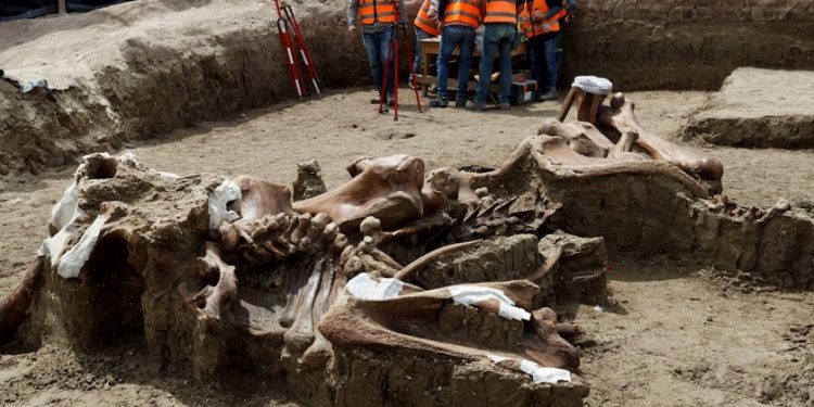 HAN HALLADO RESTOS DE MAMUTS Y BISONTES EN OBRAS DE AEROPUERTO DE SANTA LUCÍA