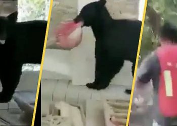 OSO ROBA COMIDA A ALBAÑILES EN SAN PEDRO, NUEVO LEÓN