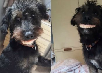 PERRO ROBA LA DENTADURA POSTIZA DE SU DUEÑA Y SE VUELVE VIRAL