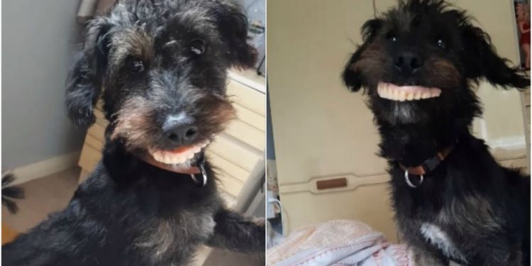 PERRO ROBA LA DENTADURA POSTIZA DE SU DUEÑA Y SE VUELVE VIRAL