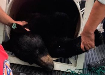 PROFEPA INVESTIGARÁ CASTRACIÓN DEL OSO NEGRO DE NUEVO LEÓN