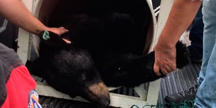 PROFEPA INVESTIGARÁ CASTRACIÓN DEL OSO NEGRO DE NUEVO LEÓN