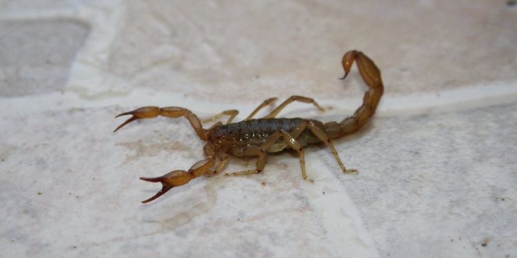 REPORTAN EN DURANGO MÁS DE 4 MIL PACIENTES CON PICADURAS DE ALACRÁN EN LO QUE VA DEL AÑO